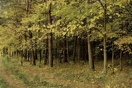 Осенний лес