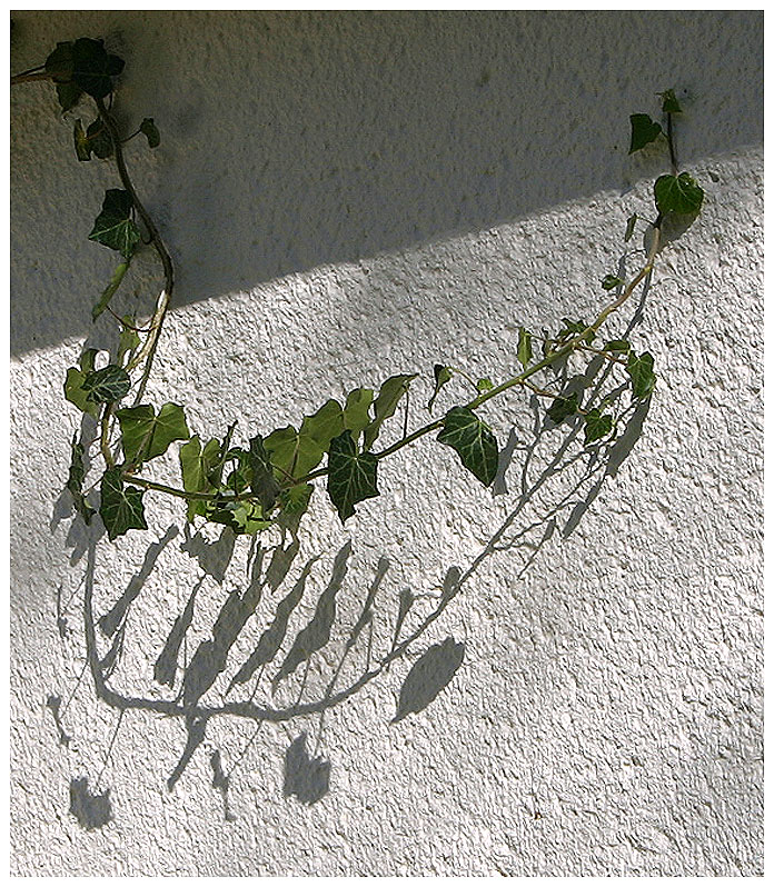 Branchlet