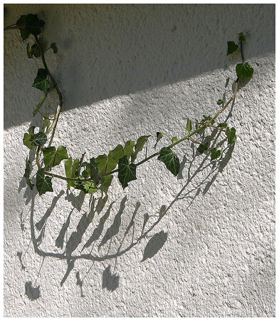 Branchlet