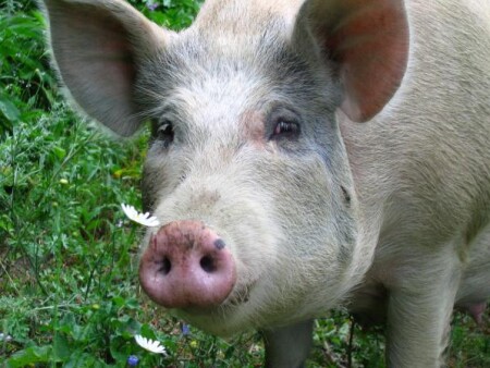 Любовь к Прекрасному