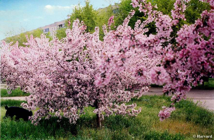 Китайская стена, японский сад
