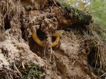 Борьба за выживание