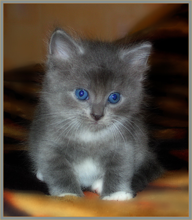 Купите Питерского Кота !