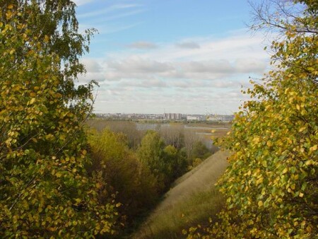 Раздвинув ветки