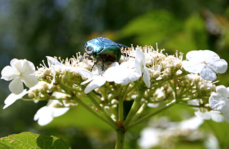 майский жук