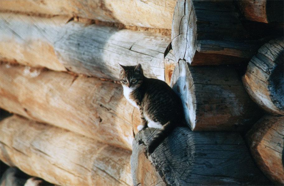 cat