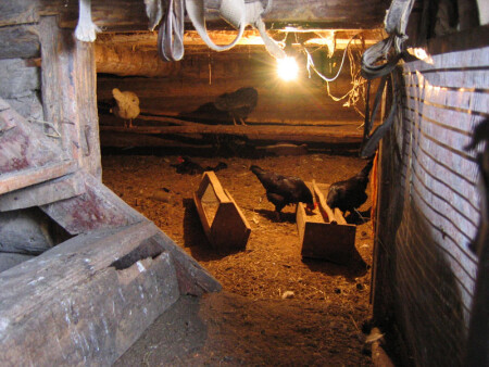 Утро в курятнике