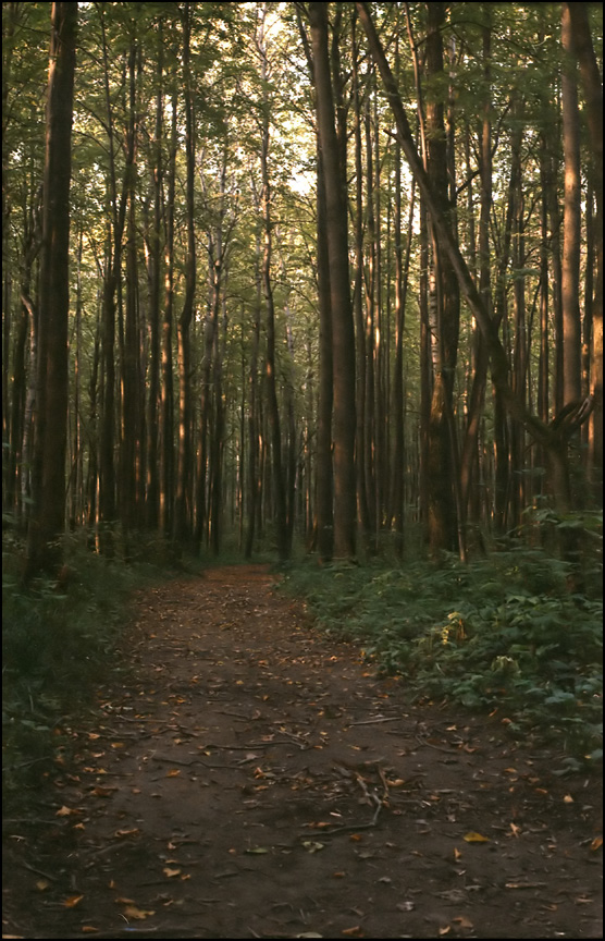 The Forest Way