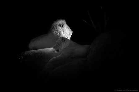 Кошки
