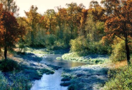Морозное утро в дубовом лесу.
