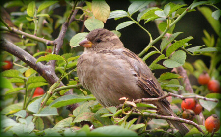 МикроОРЕЛ в шиповнике