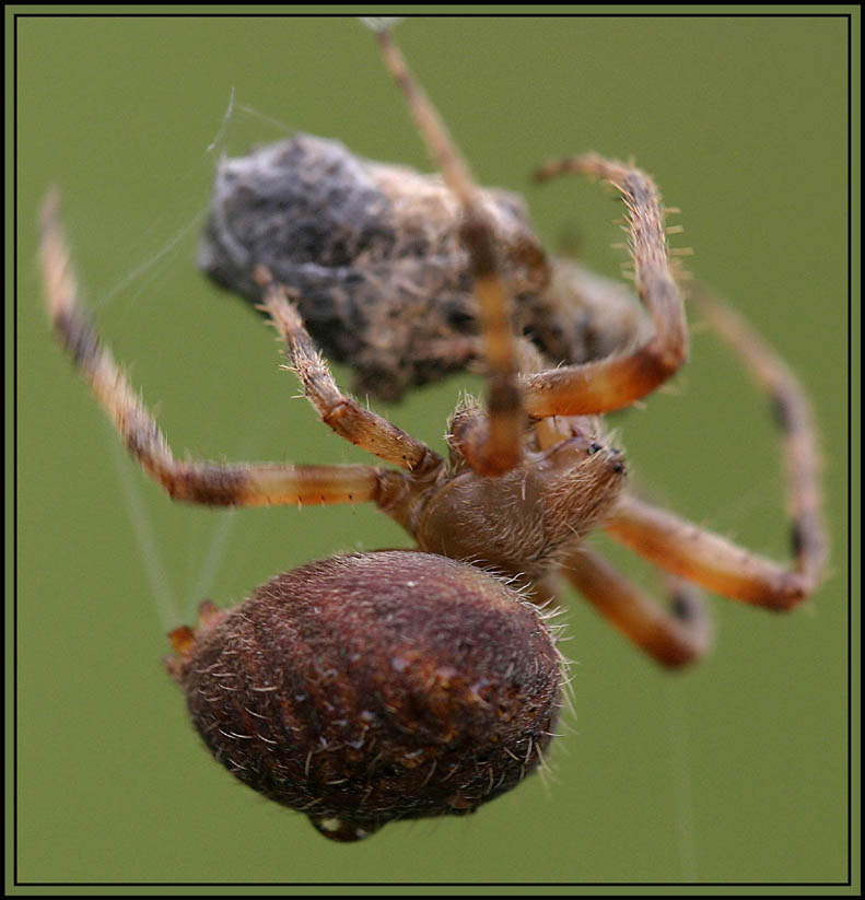 Spider