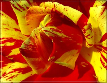 Rose #52
