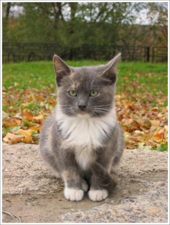 я будущий лев