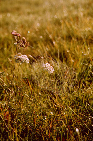 web1-autumn