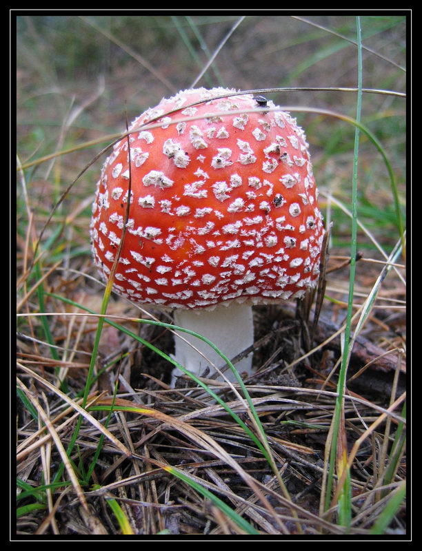 Красный молодец :)