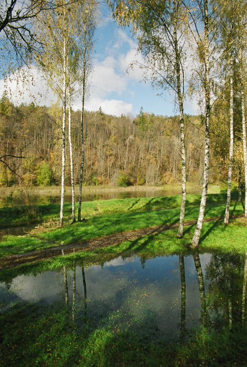 Осенние березки