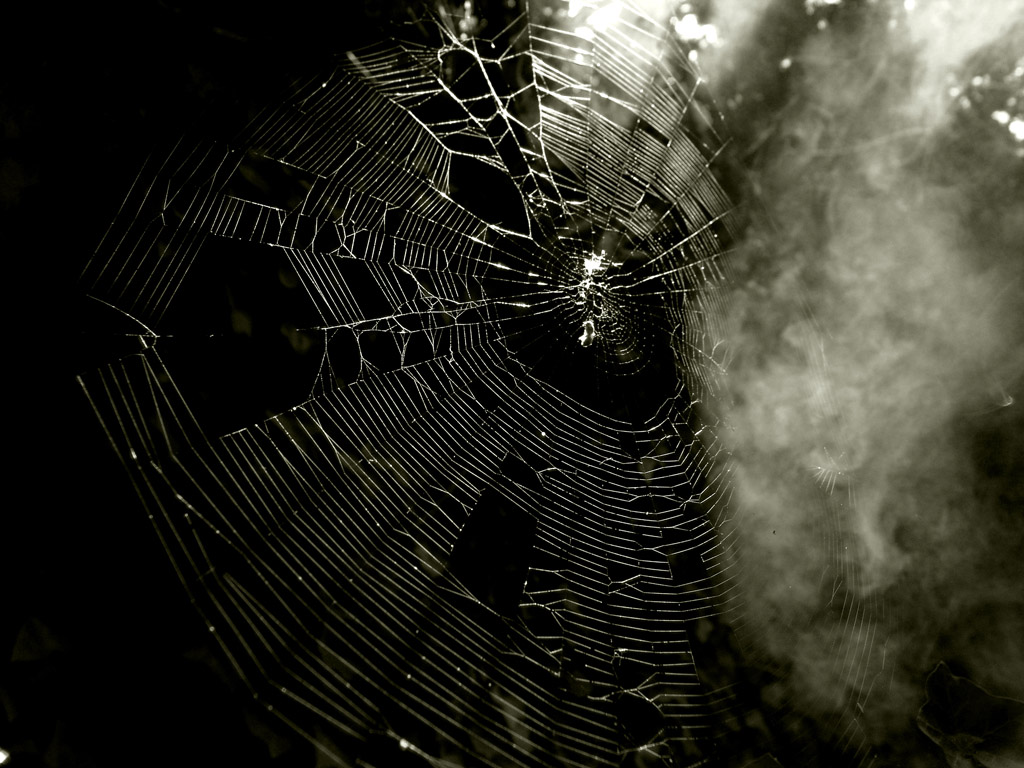 spider is there 