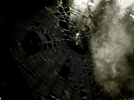 spider is there