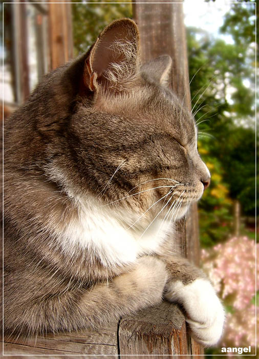 «Кот в раздумьях» 