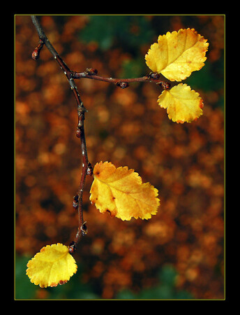 еще про осень