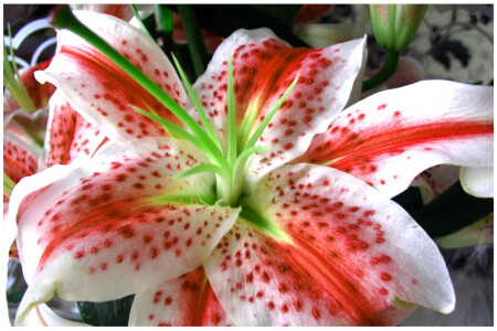 Вперед ЛОКО!!!