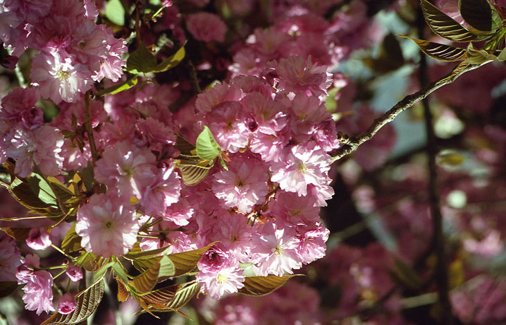 Ukuraina no HANAMI