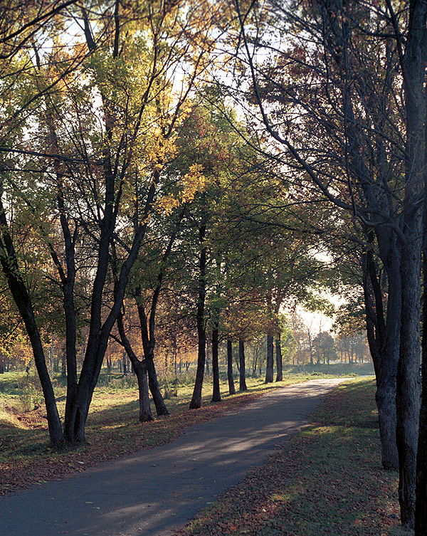 Аллея в городском парке