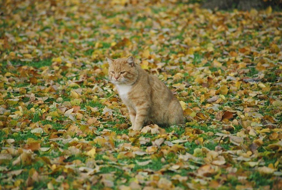 Рыжий бандит