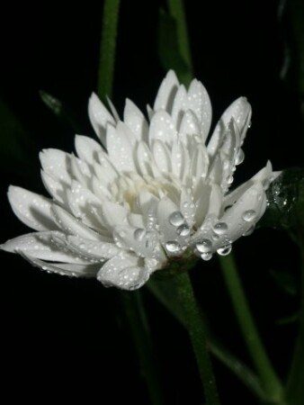 Блеск мечты