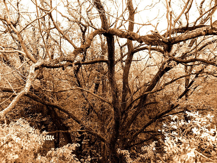 AMBIENTTREE