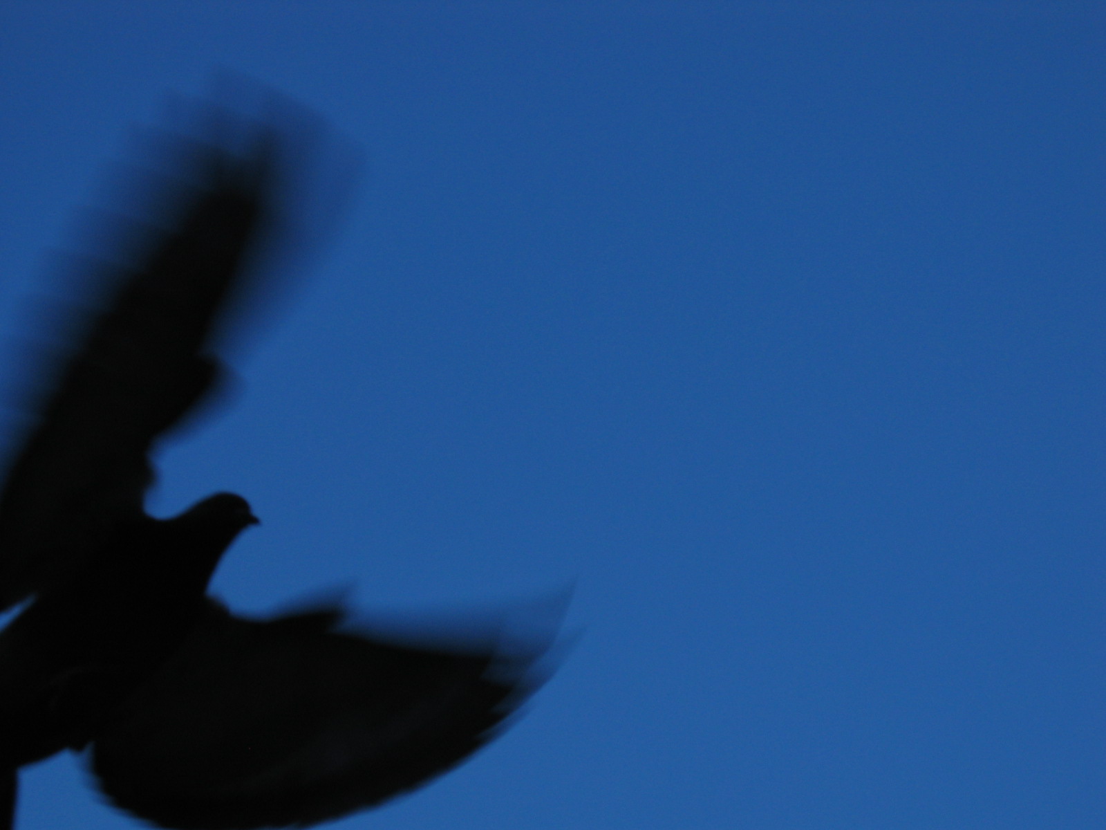 To be free