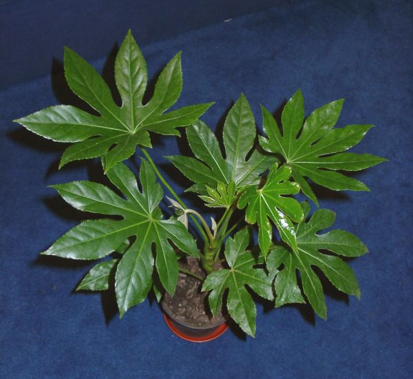 Plant