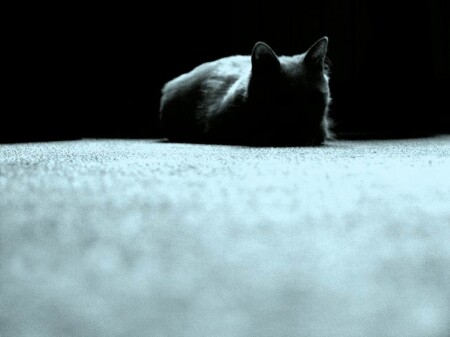 TC_CAT2