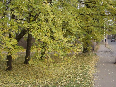 Золотая осень.