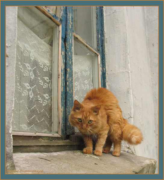 Кот