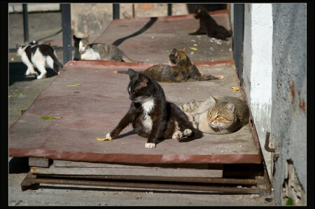 Кошачая фотография