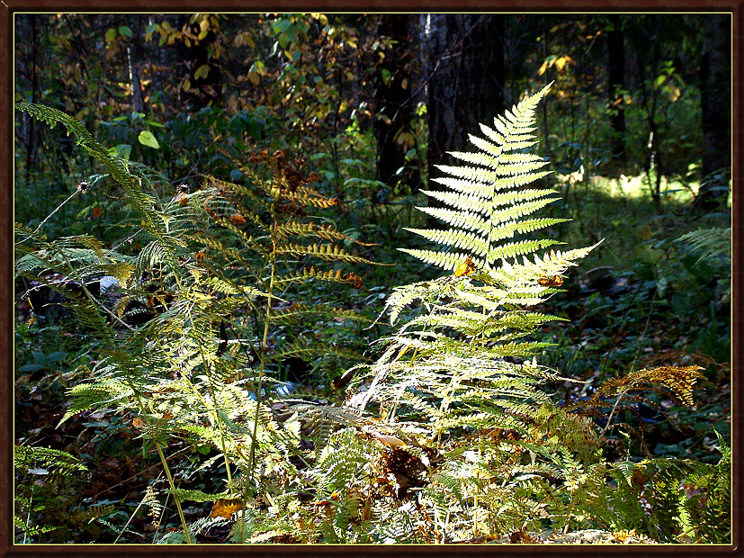 Осенние мотивы 1