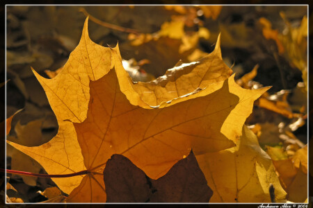 Осенние зарисовки [5]