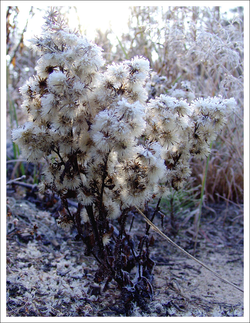 Iceflower