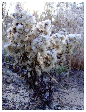 Iceflower
