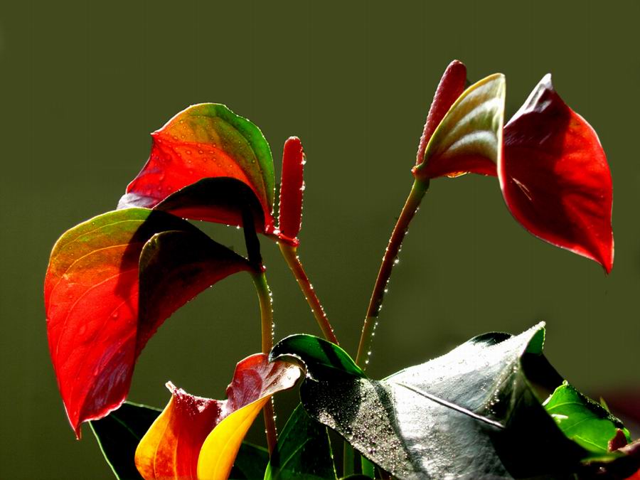 anthurium andreanum -
