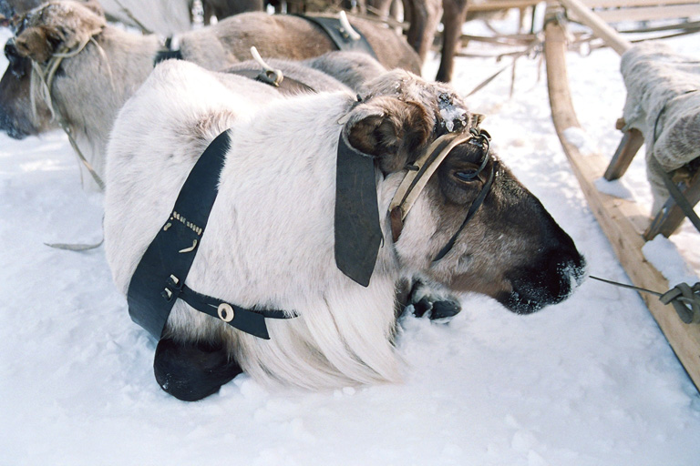 Олень №1