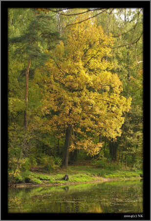 Пруд и деревья