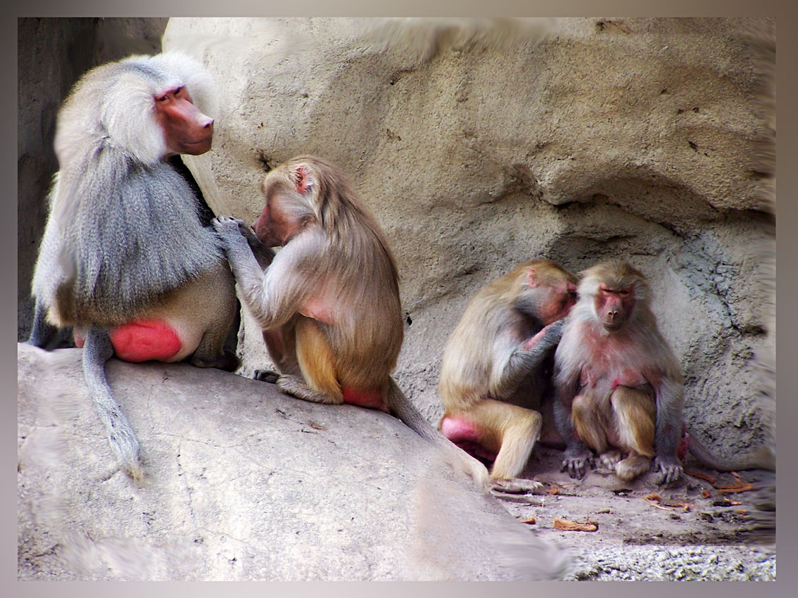 Monkey buisness