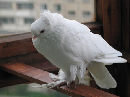 Птица счастья