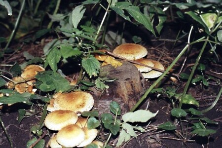 Осенние грибы