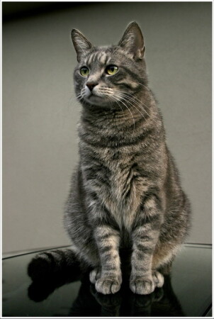 Мой Кот