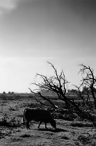 b/w