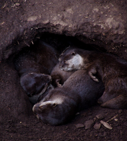 Спокоиный ночи 1